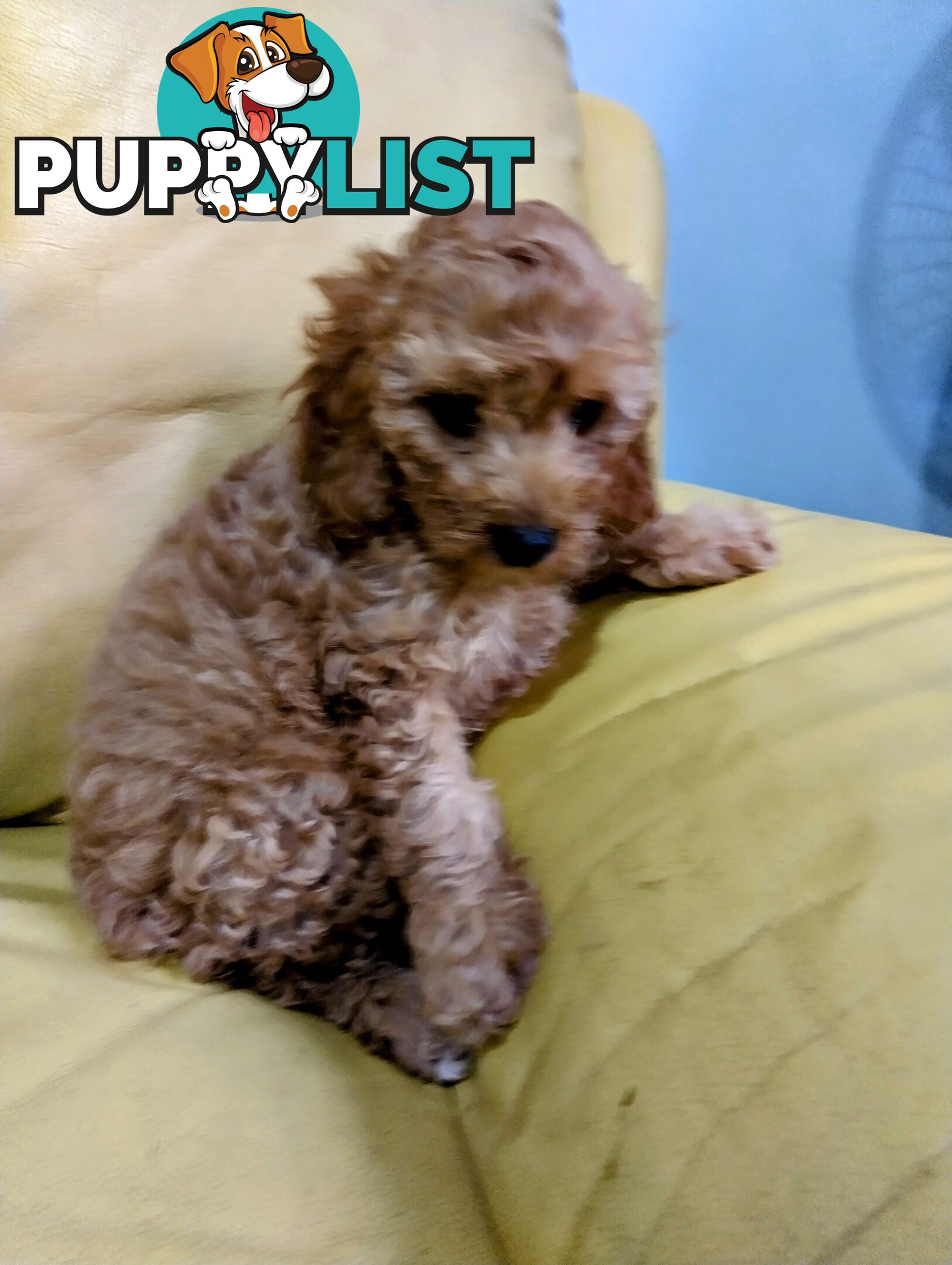 Straight coat and curly F2 cavoodles (Adorable )