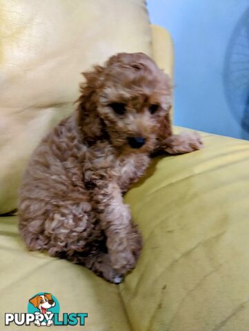 Straight coat and curly F2 cavoodles (Adorable )