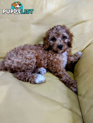 Miniature straight coat  and curly F2 cavoodles ( adorable )