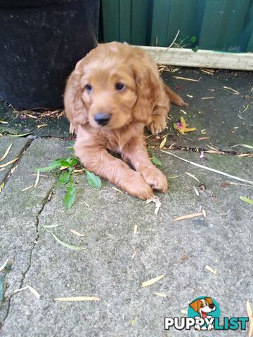 Miniature straight coat  and curly F2 cavoodles ( adorable )