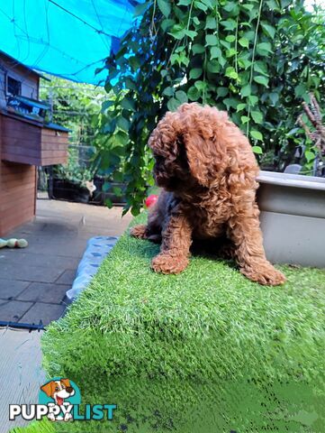 toy cavoodles F1B ( adorable )