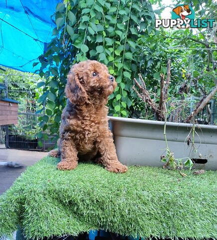 toy cavoodles F1B ( adorable )