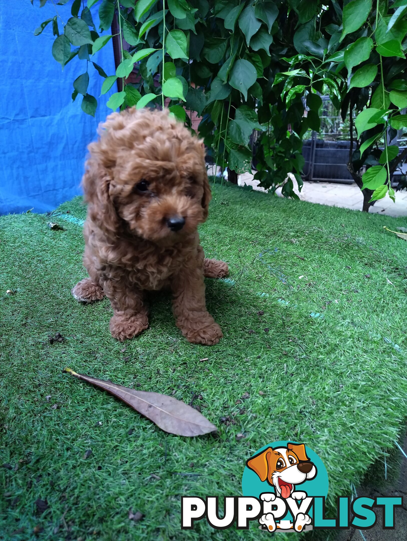 toy cavoodles F1B ( adorable )