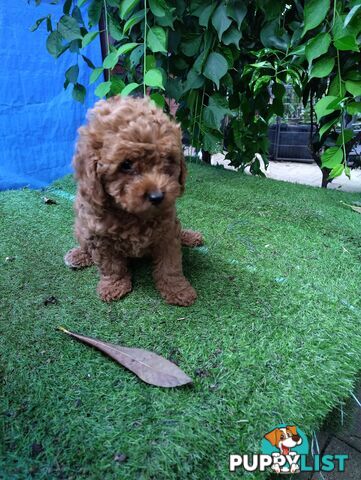 toy cavoodles F1B ( adorable )