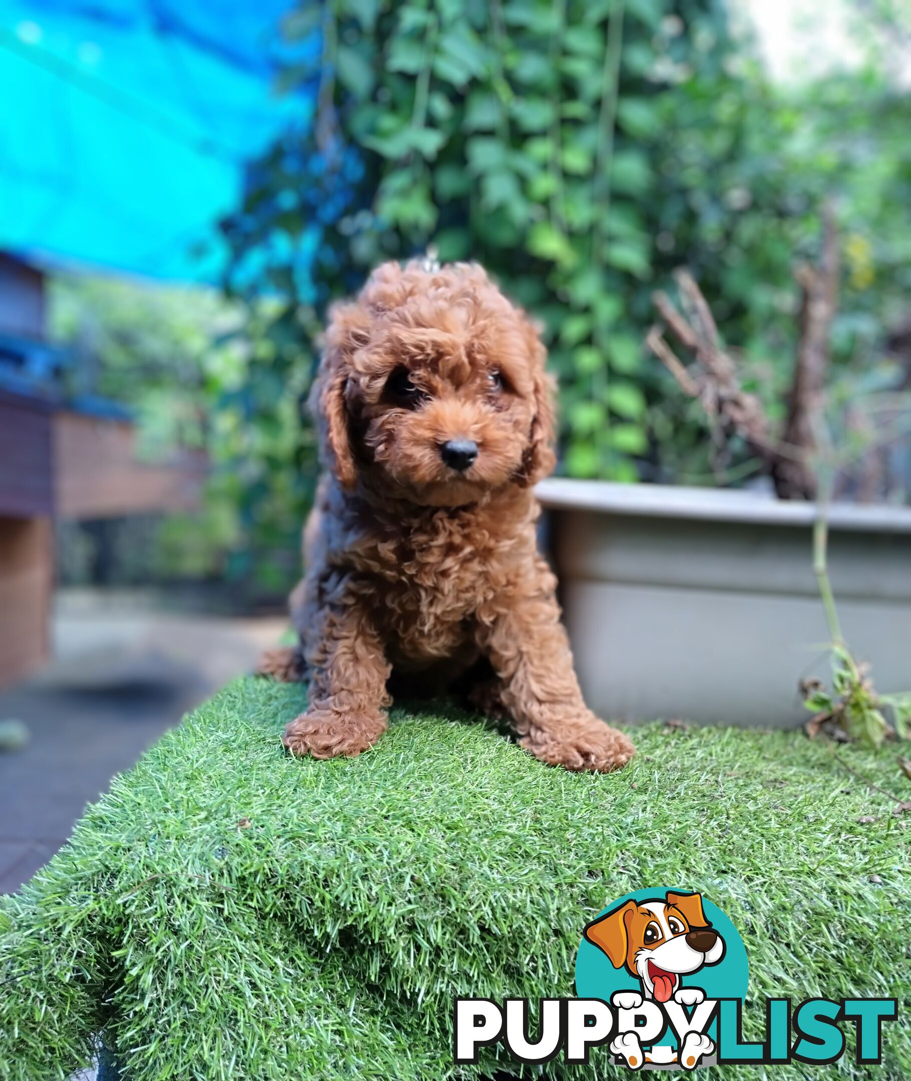 toy cavoodles F1B ( adorable )