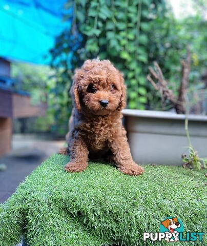 toy cavoodles F1B ( adorable )