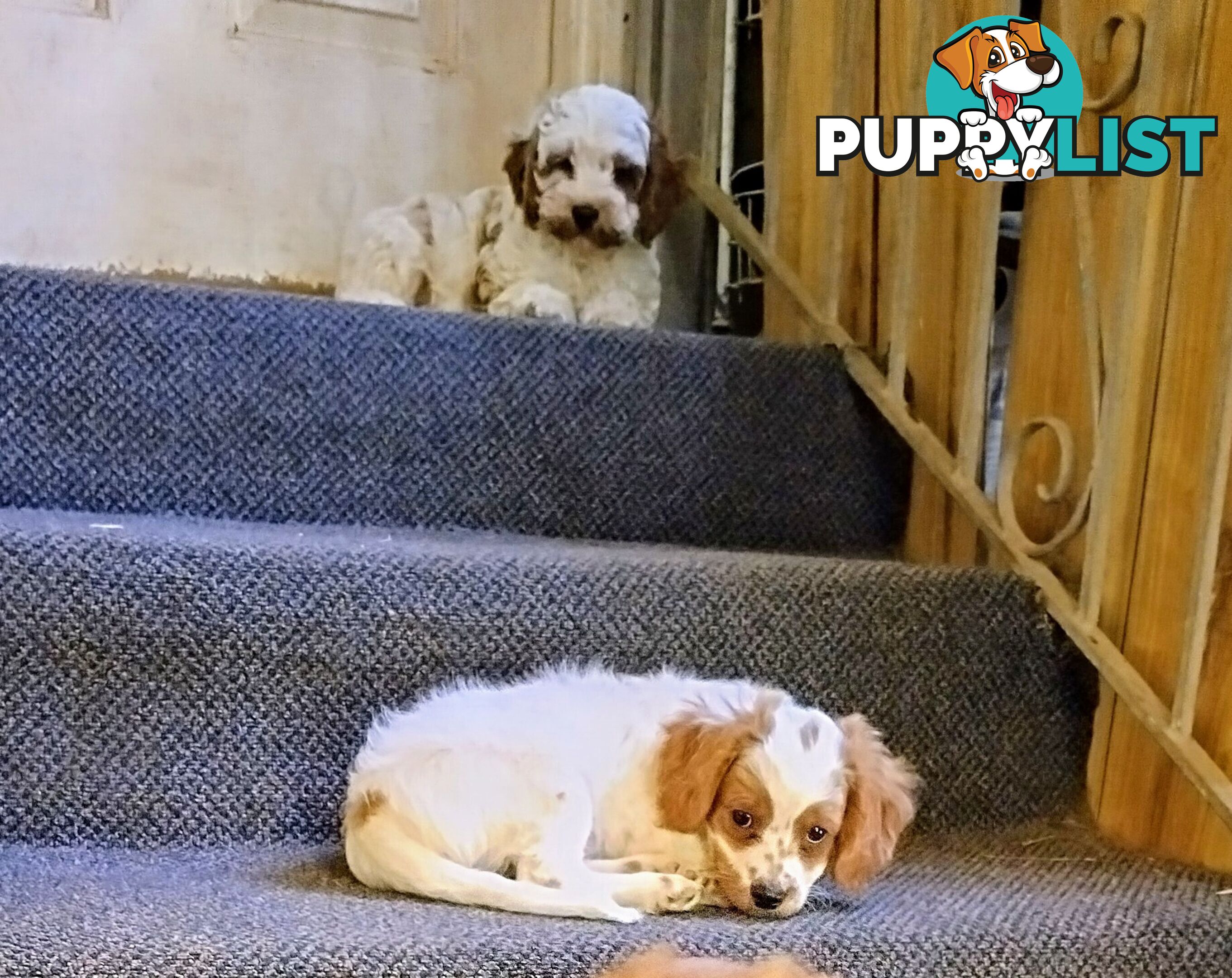 Toy Cavoodles straight coat and curly coat(So Adorable)
