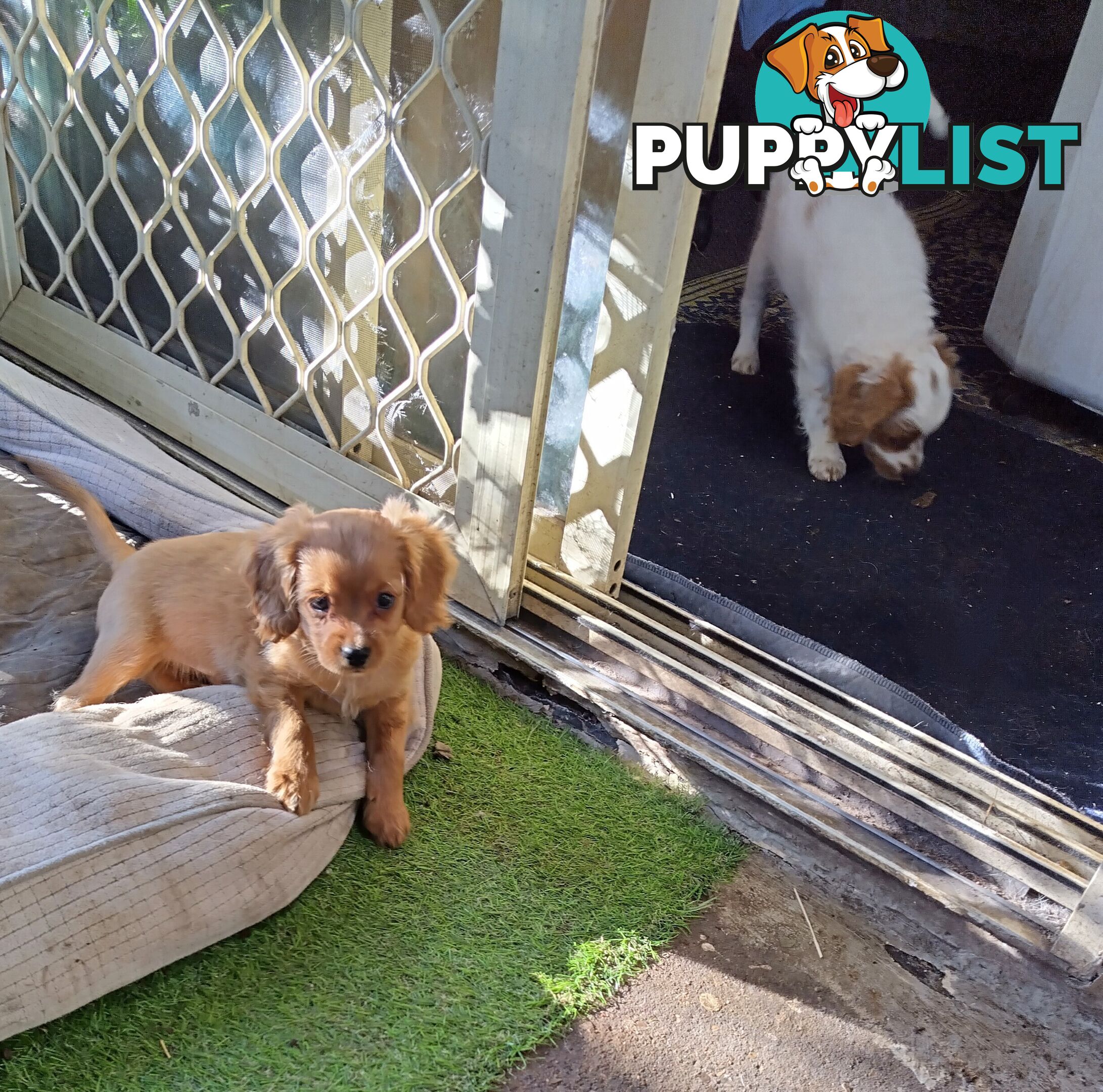 Toy Cavoodles straight coat and curly coat(So Adorable)