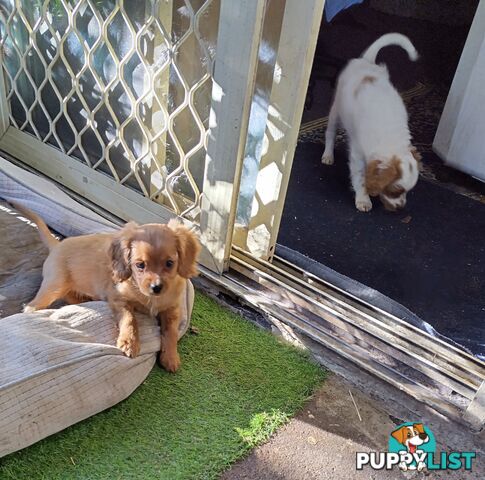 Toy Cavoodles straight coat and curly coat(So Adorable)