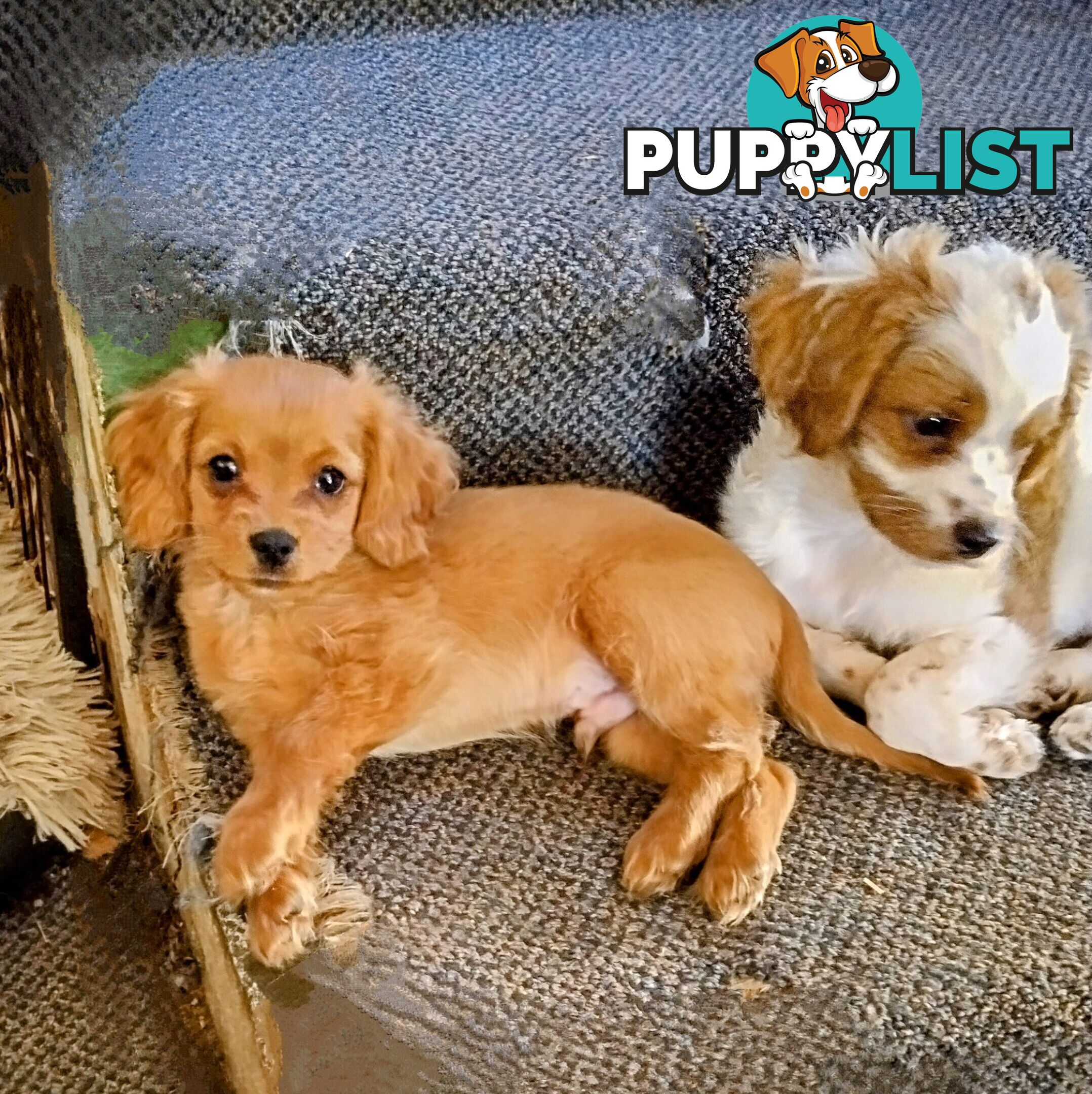 Toy Cavoodles straight coat and curly coat(So Adorable)