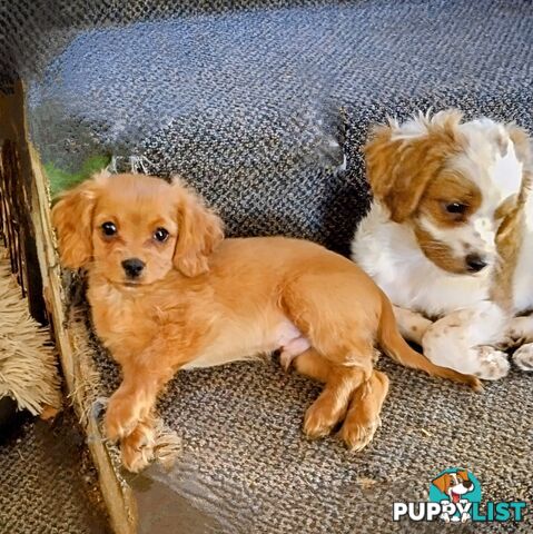 Toy Cavoodles straight coat and curly coat(So Adorable)