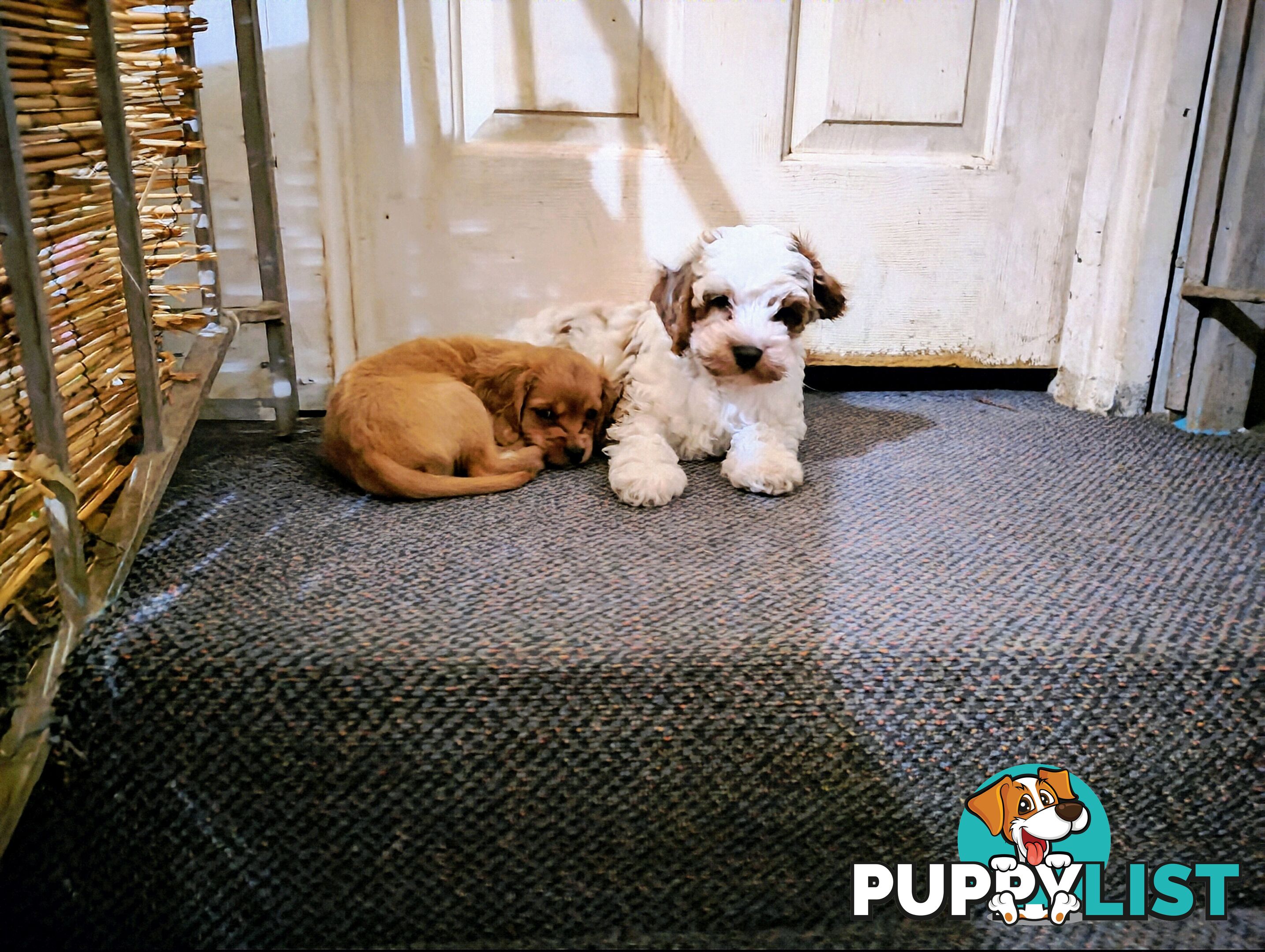 Toy Cavoodles straight coat and curly coat(So Adorable)
