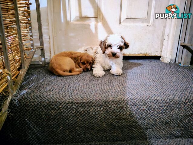 Toy Cavoodles straight coat and curly coat(So Adorable)
