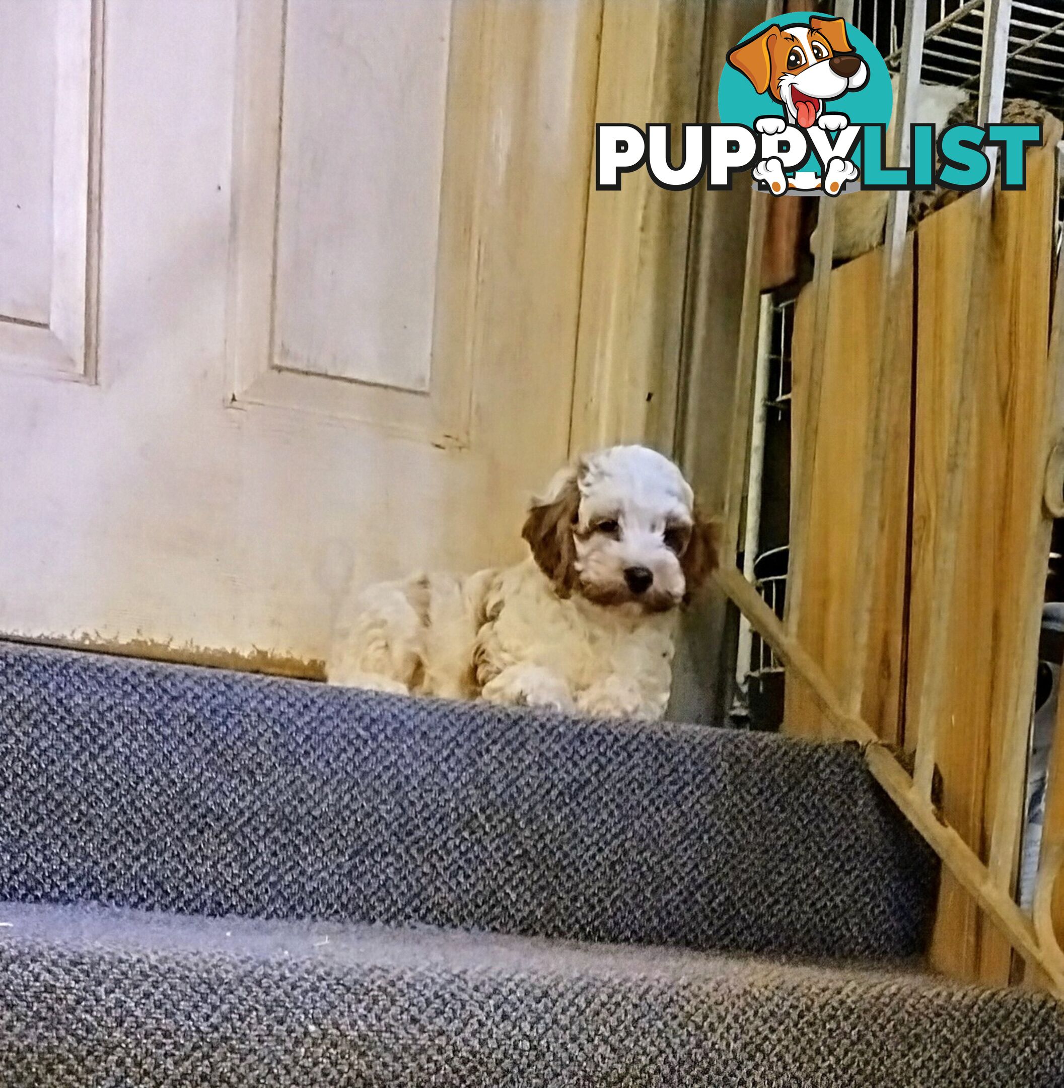 Toy Cavoodles straight coat and curly coat(So Adorable)