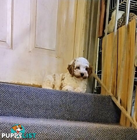 Toy Cavoodles straight coat and curly coat(So Adorable)