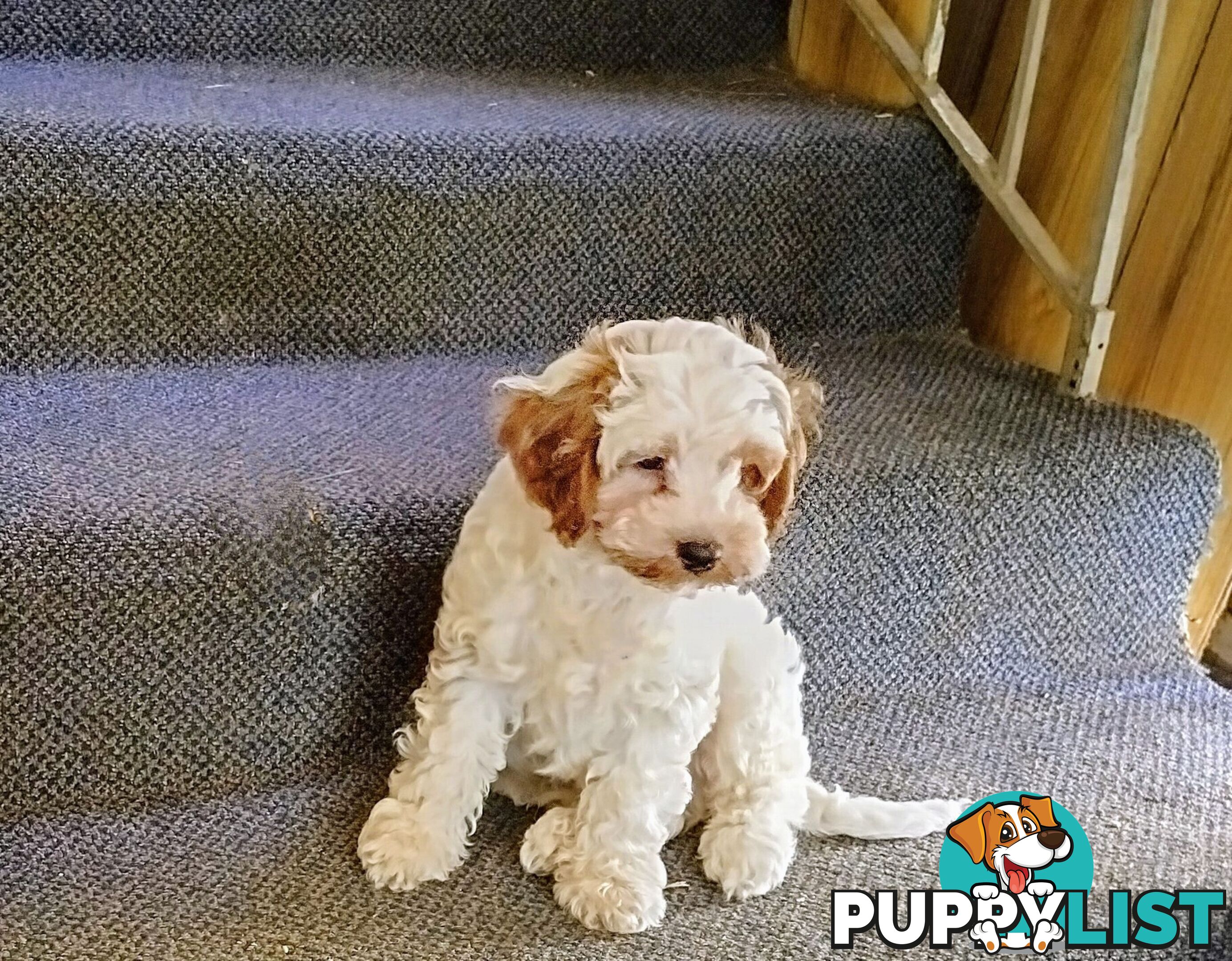 Toy Cavoodles straight coat and curly coat(So Adorable)