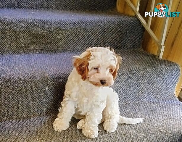 Toy Cavoodles straight coat and curly coat(So Adorable)