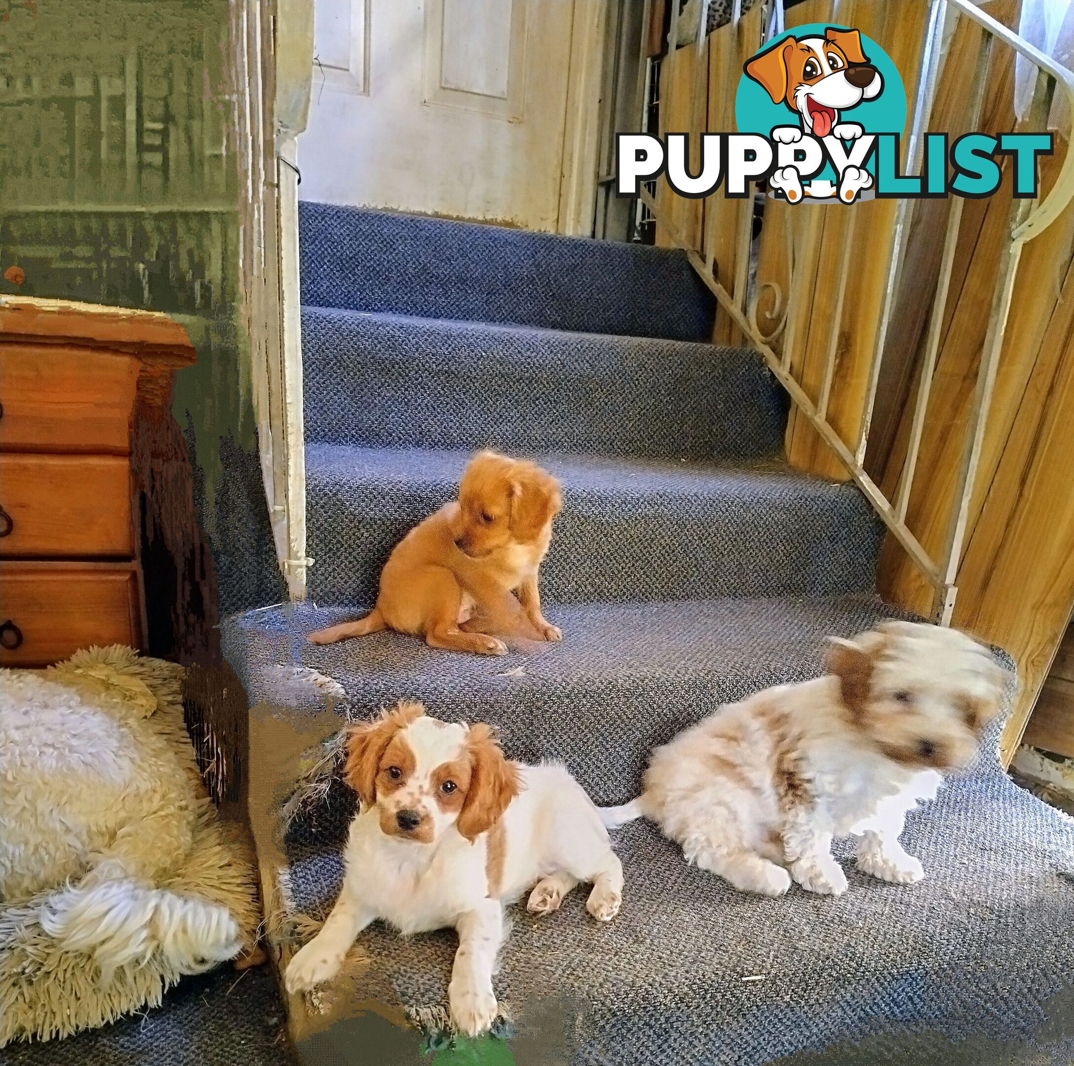 Toy Cavoodles straight coat and curly coat(So Adorable)
