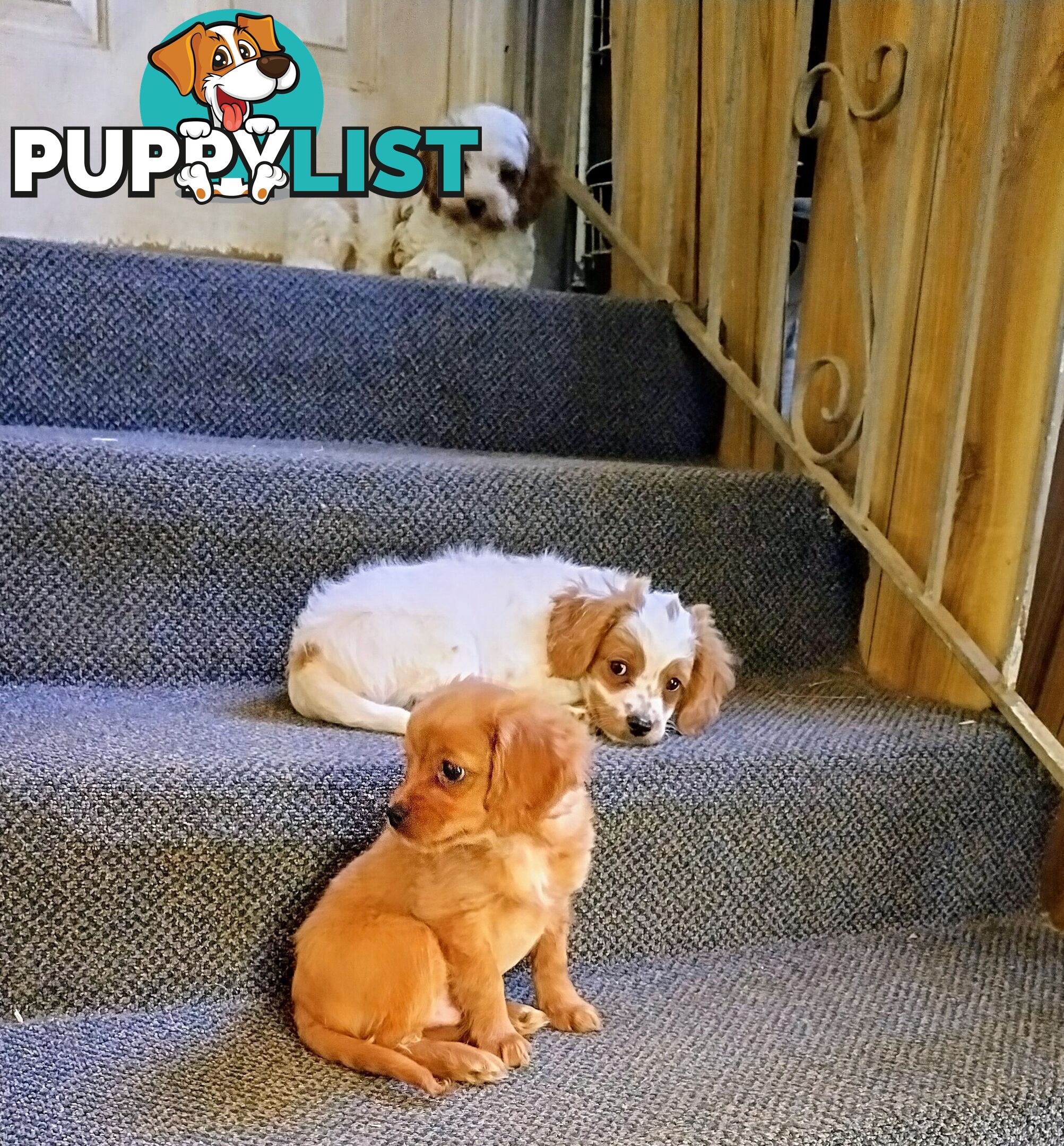 Toy Cavoodles straight coat and curly coat(So Adorable)