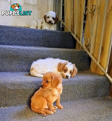 Toy Cavoodles straight coat and curly coat(So Adorable)