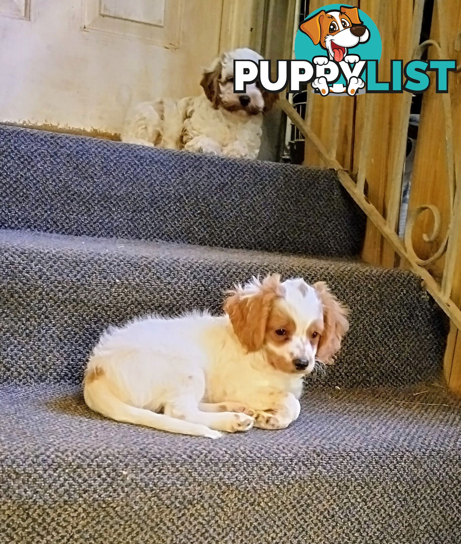 Toy Cavoodles straight coat and curly coat(So Adorable)