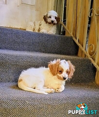 Toy Cavoodles straight coat and curly coat(So Adorable)
