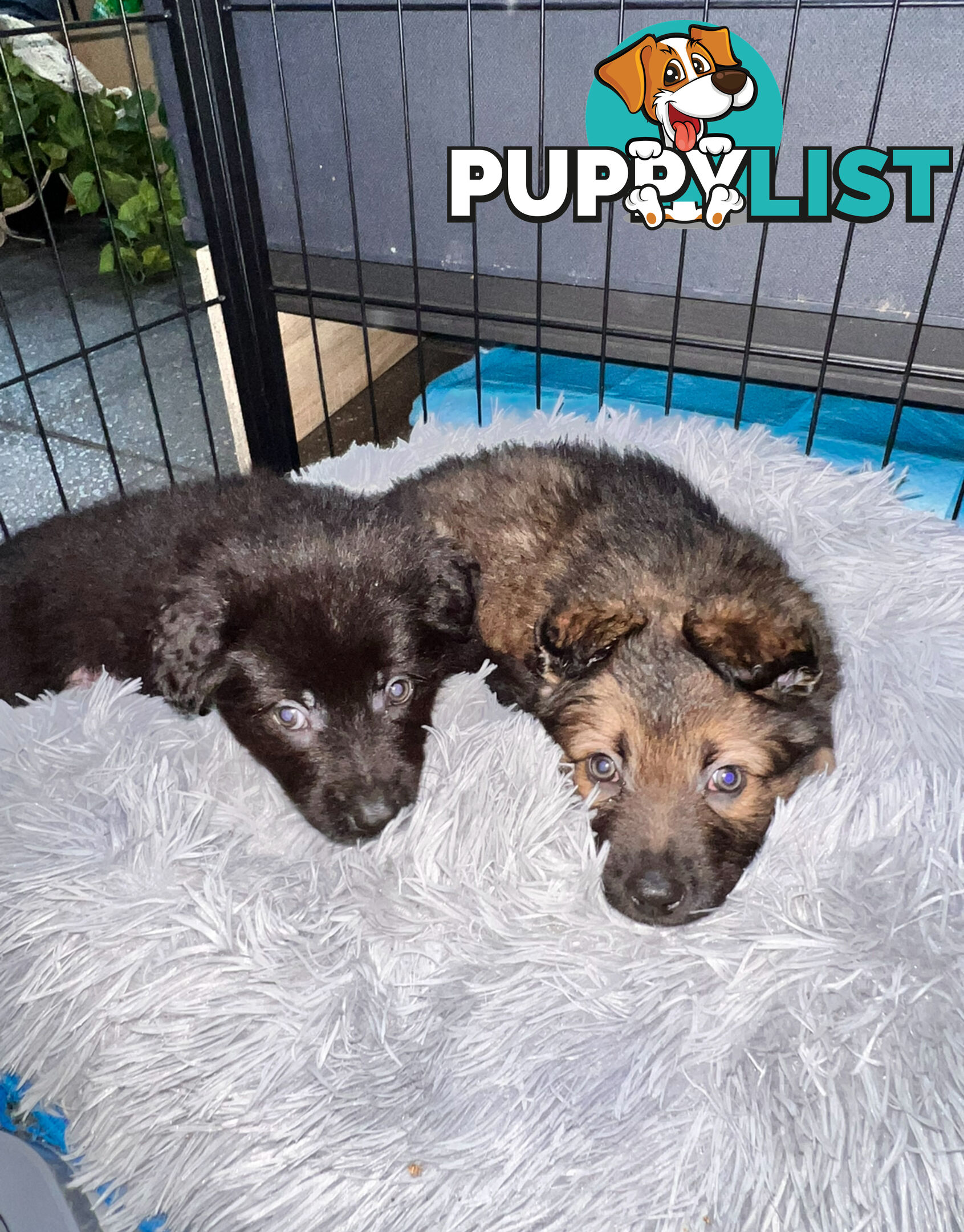 German shepherd puppies x 9