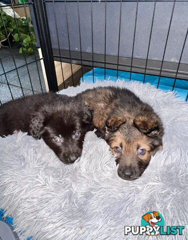German shepherd puppies x 9