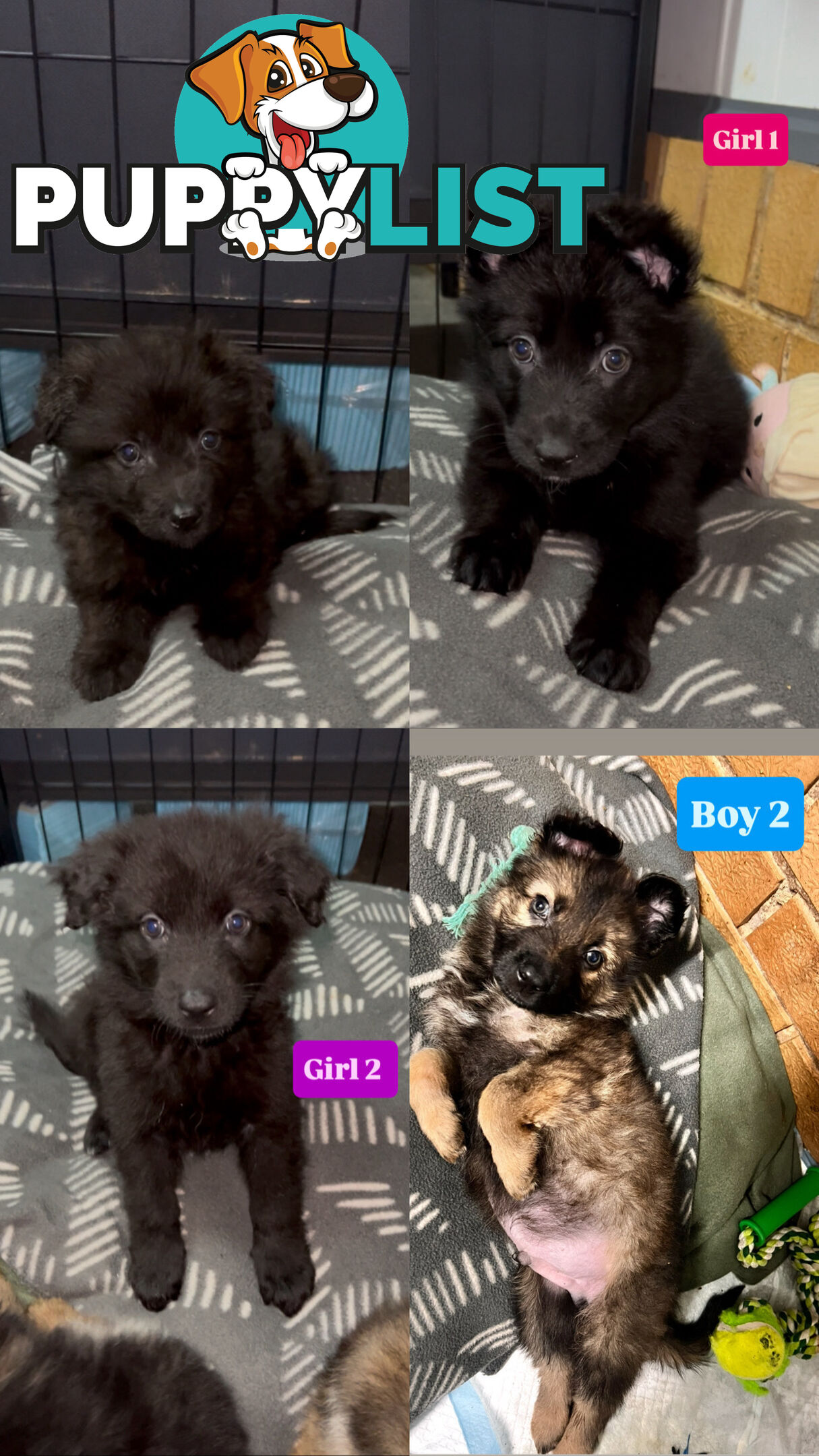 German shepherd puppies x 9