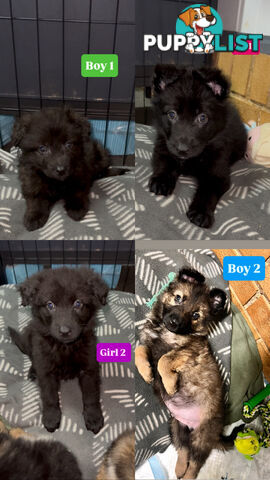German shepherd puppies x 9