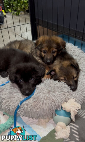 German shepherd puppies x 9