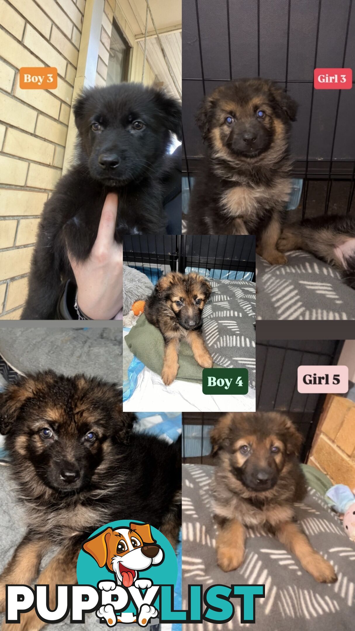 German shepherd puppies x 9