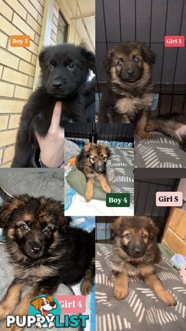 German shepherd puppies x 9