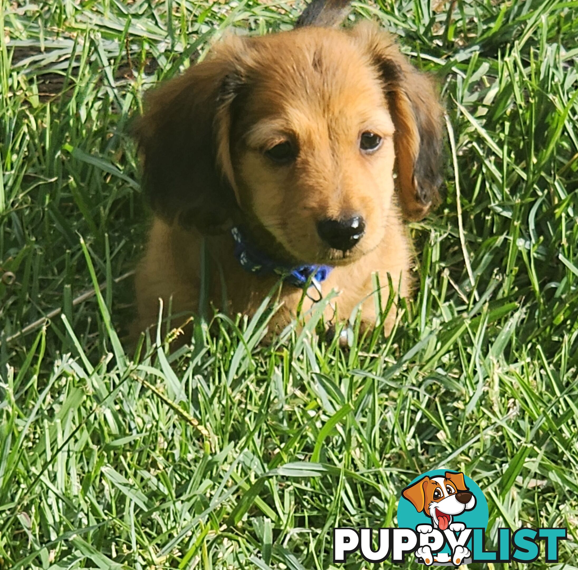 Miniature Dachshunds Longhair