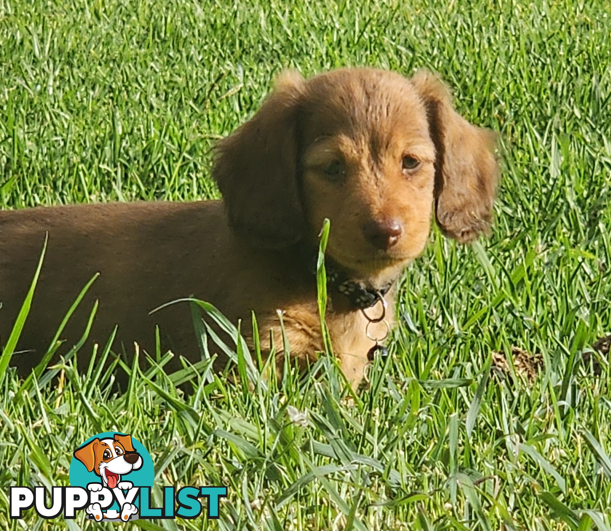 Miniature Dachshunds Longhair