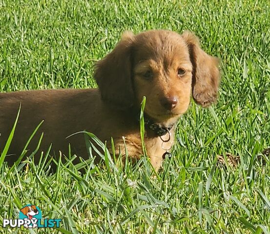 Miniature Dachshunds Longhair