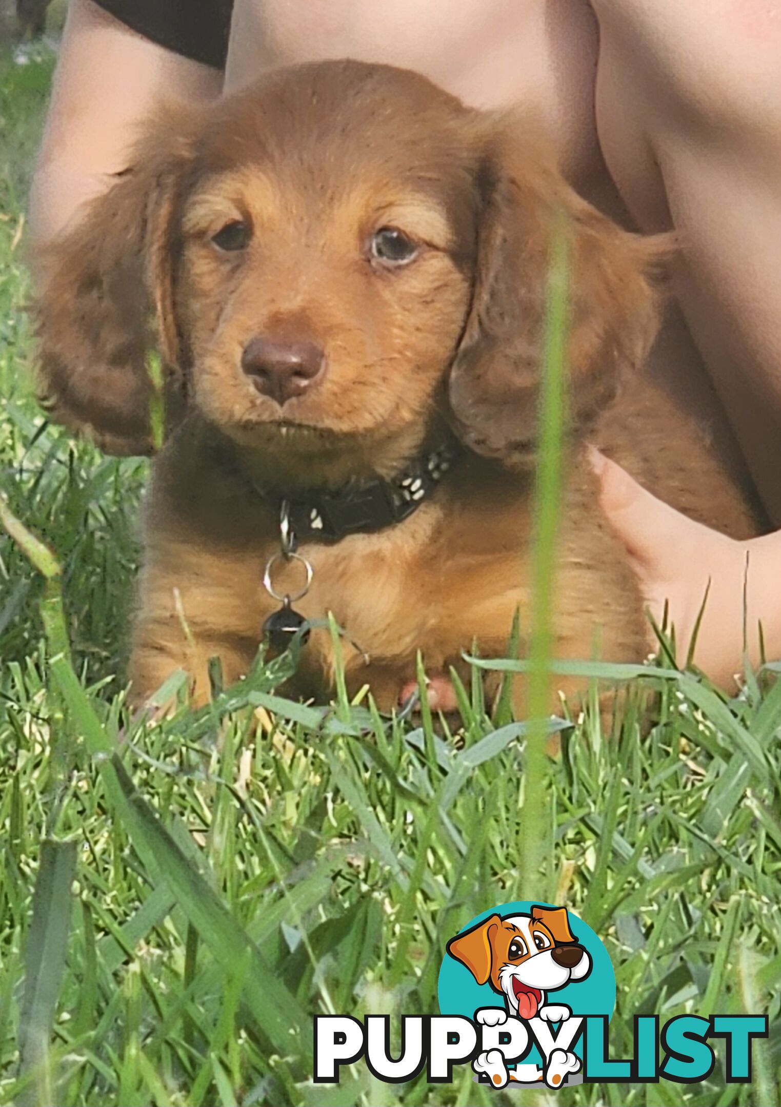 Miniature Dachshunds Longhair