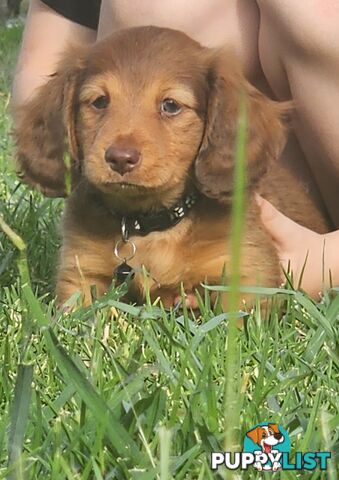 Miniature Dachshunds Longhair