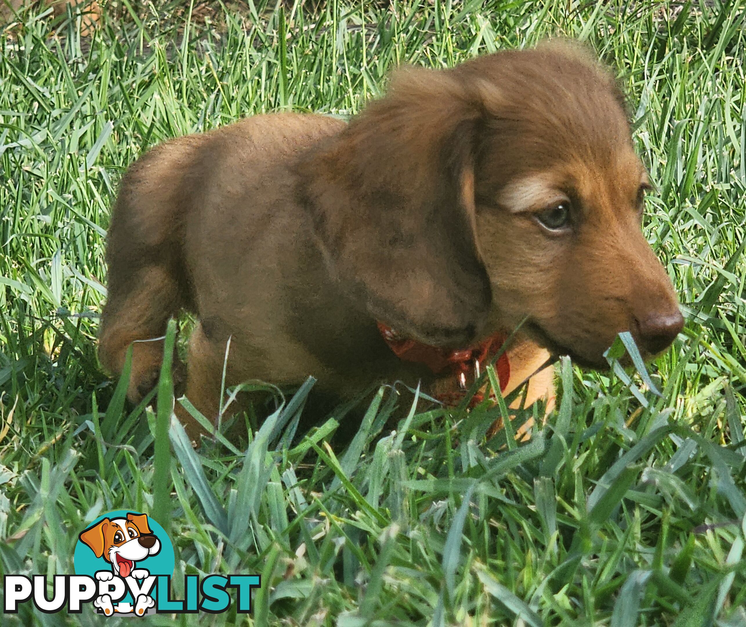 Miniature Dachshunds Longhair