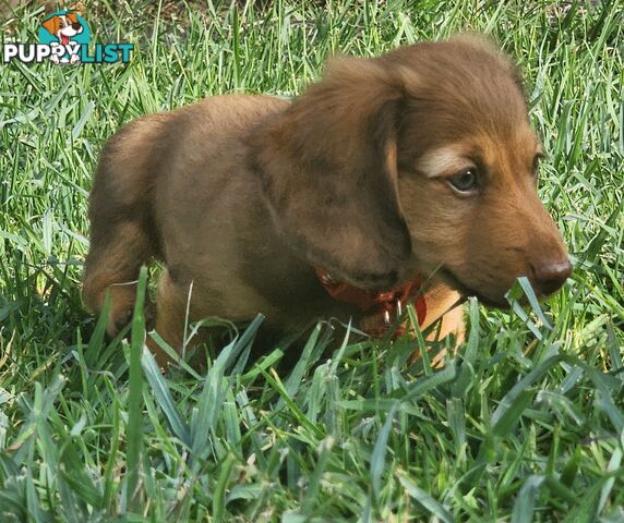 Miniature Dachshunds Longhair