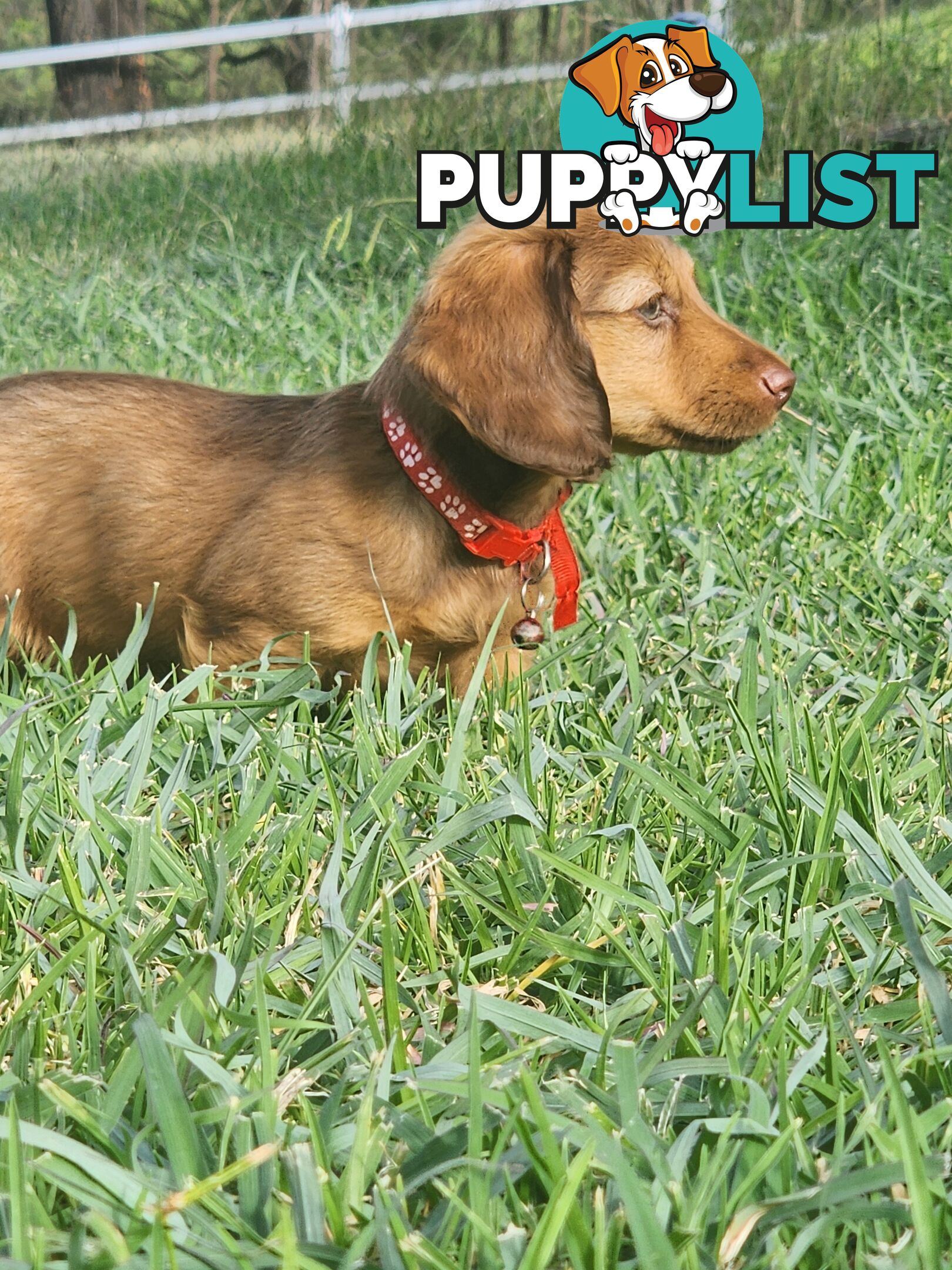 Miniature Dachshunds Longhair