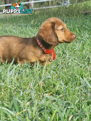 Miniature Dachshunds Longhair