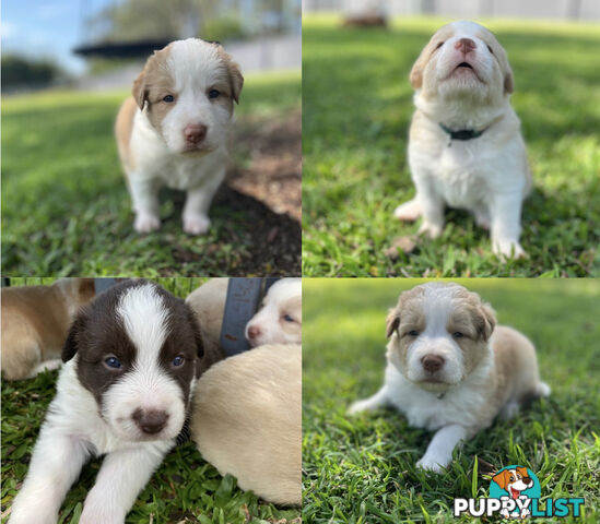 9 PUREBRED, LONGHAIRED WHEAT OR CHOC BORDER COLLIE PUPPIES / BRISBANE