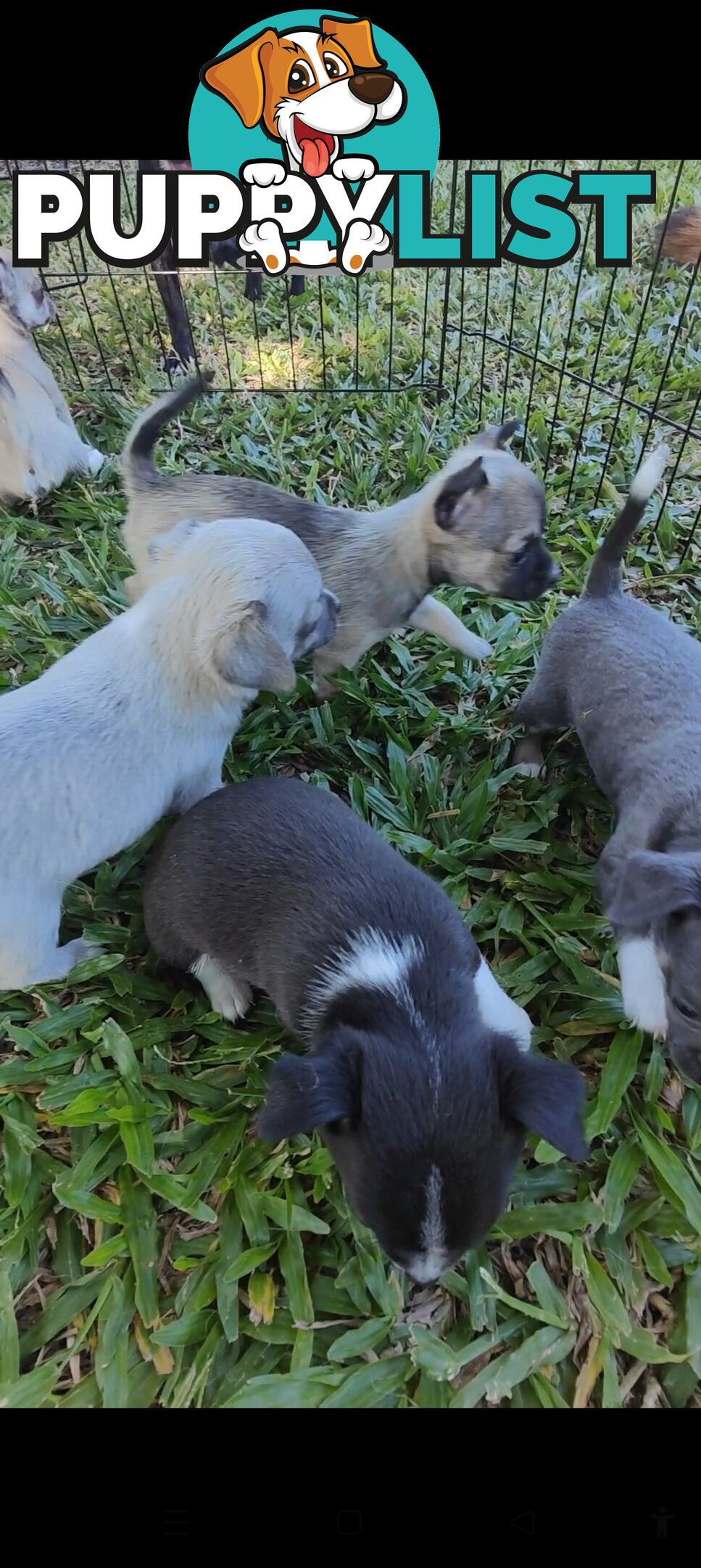 Pure Bred Chihuahuas