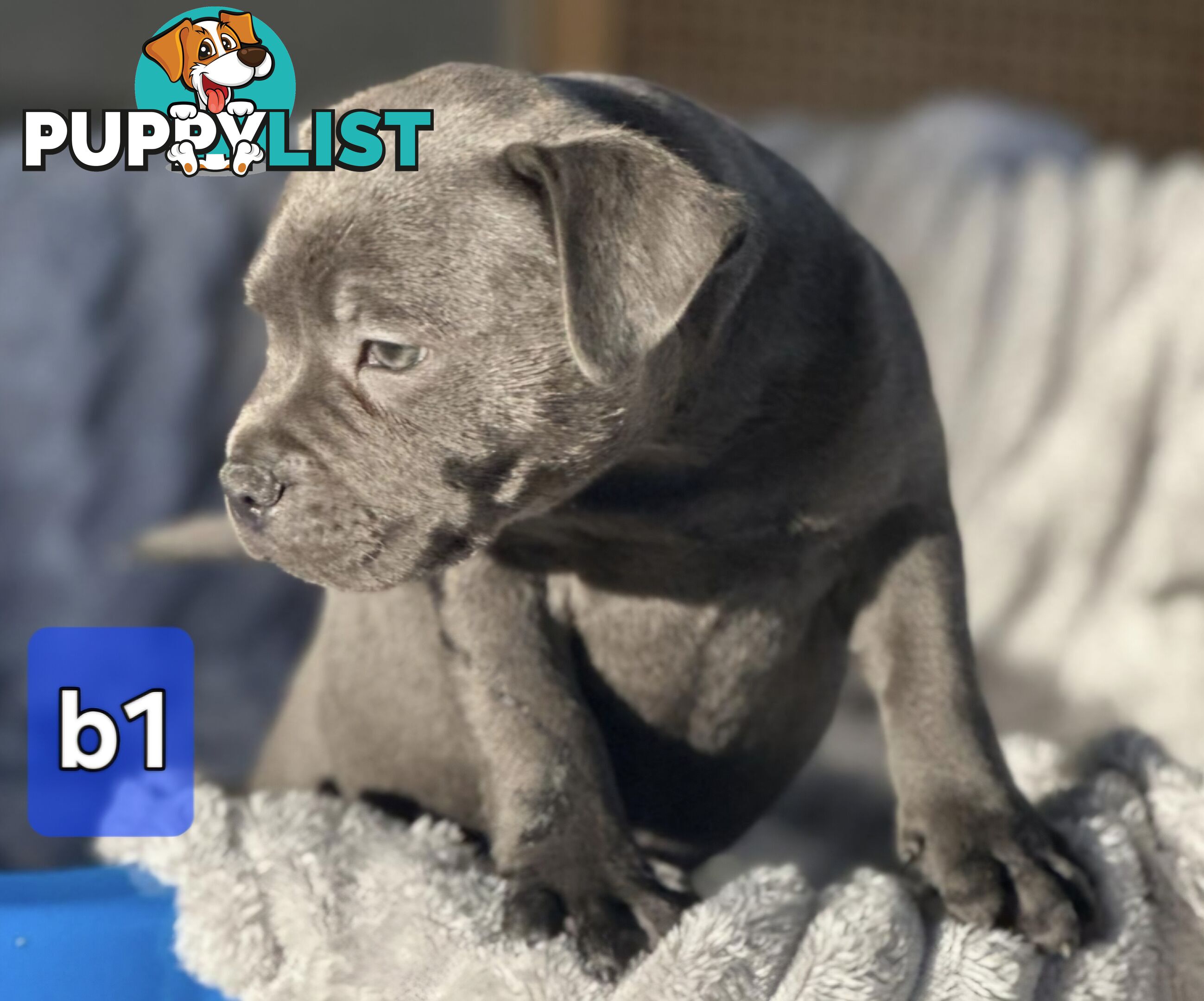 PURE BLUE STAFFODSHIRE TERRIER PUPPIES