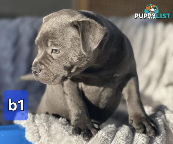 PURE BLUE STAFFODSHIRE TERRIER PUPPIES