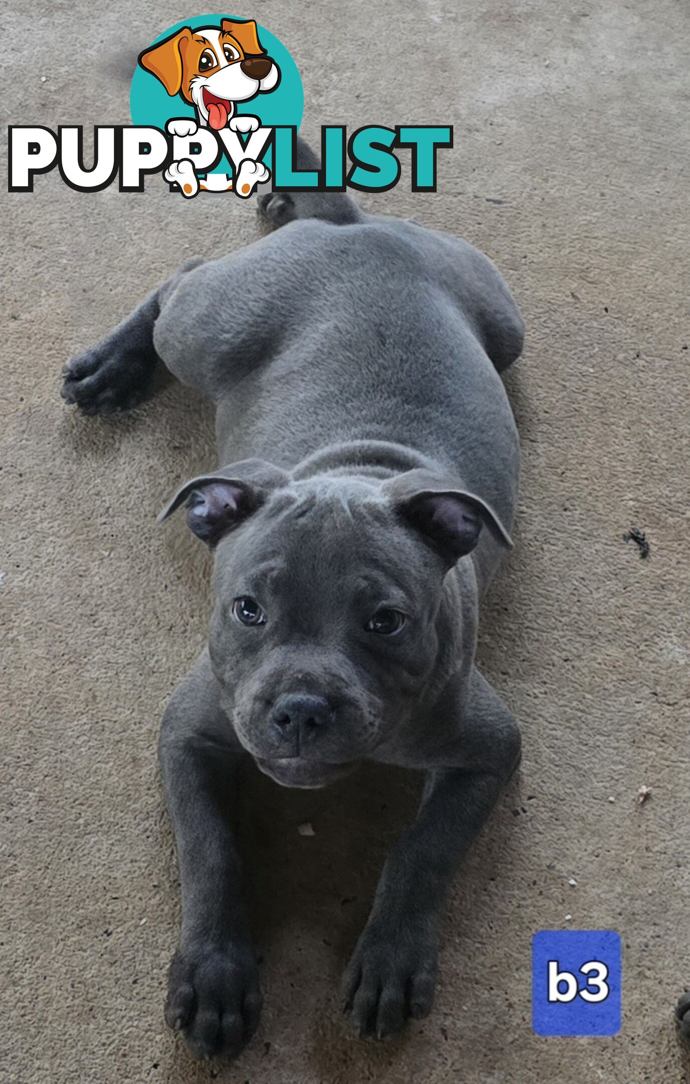 PURE BLUE STAFFODSHIRE TERRIER PUPPIES