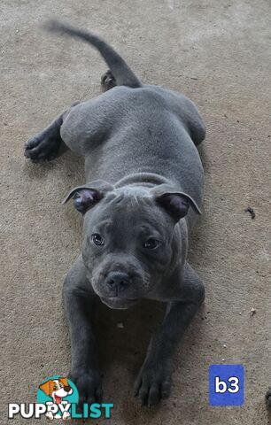 PURE BLUE STAFFODSHIRE TERRIER PUPPIES