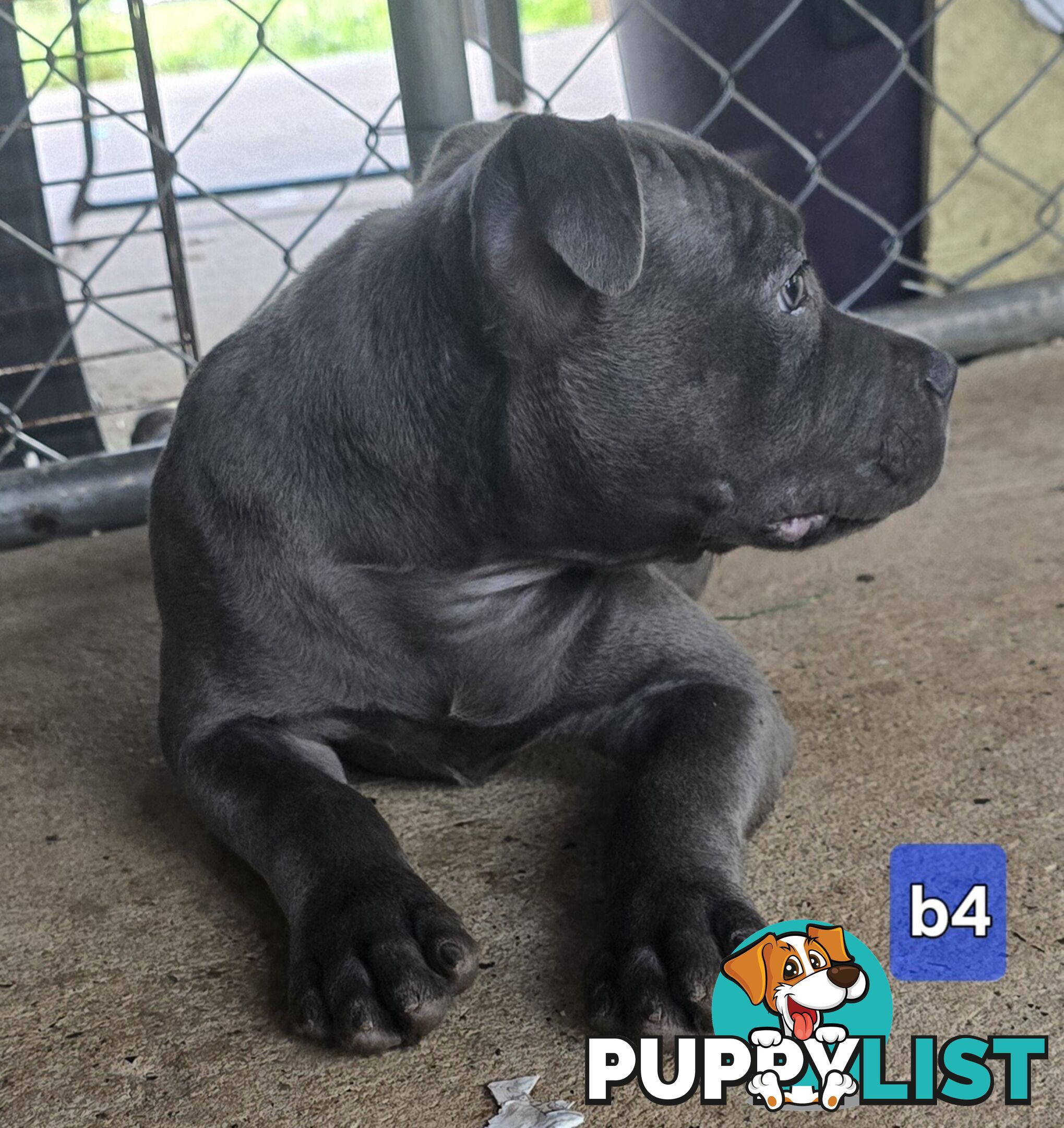 PURE BLUE STAFFODSHIRE TERRIER PUPPIES