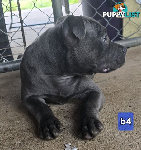 PURE BLUE STAFFODSHIRE TERRIER PUPPIES